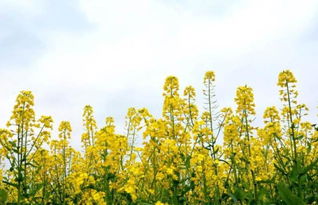 油菜生产，概况了解一下