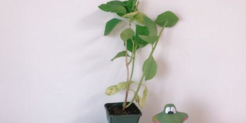 发现黄叶，先别慌张