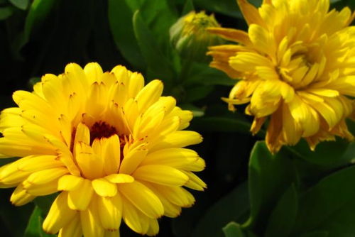 湖南的树种种植