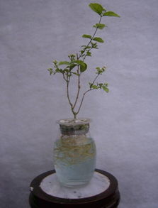 水培玫瑰花焉了怎么办？