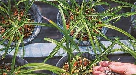 合理施肥， 让花卉茁壮成长