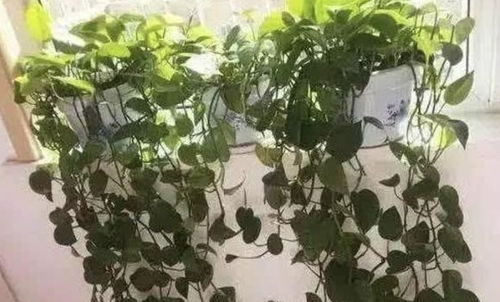 盆栽绿箩如何浇水？保持土壤湿润是关键吗