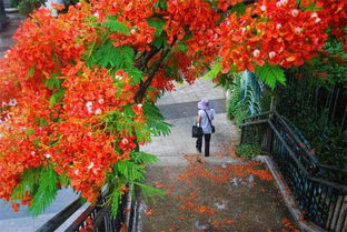 凤凰花果，洗头？你是在开玩笑吧？