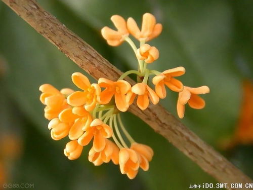 丹桂：飘香四溢的秋韵