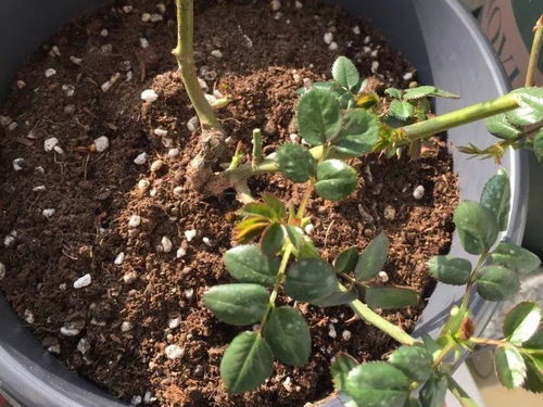 处理腐烂的根须