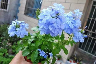 耐高温的开花植物