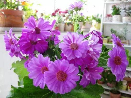 夏天火辣辣， 这些花儿不怕晒