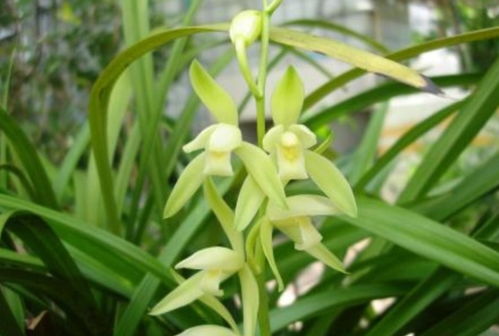 换盆注意事项：避开常见雷区