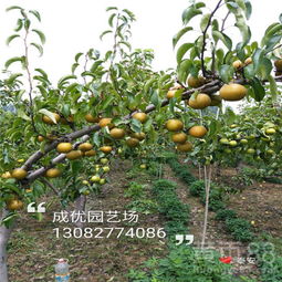 杏树打顶的重要时机