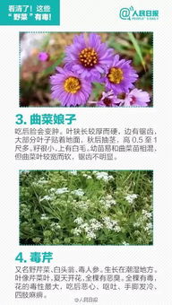 如何判断野菜是否喷洒过除草剂？