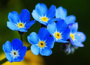 勿忘我花：小巧秀丽，色彩斑斓