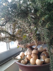 树干光秃秃的原因