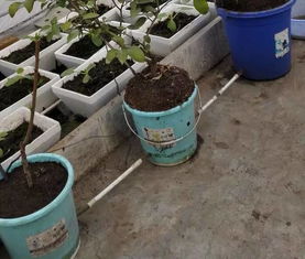 小区车库绿化， 环境改善显著