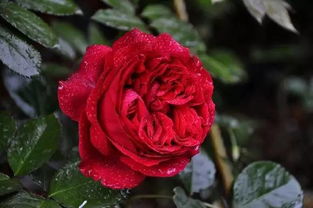 月季种植，适宜时间要选对