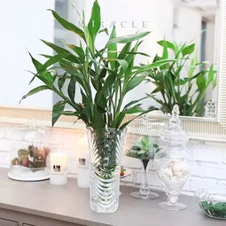 水仙花：花中仙子的美丽传说