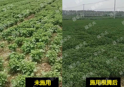 菊花施肥的最佳时间和肥料选择是什么