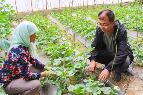 宣化县的农业种植大揭秘