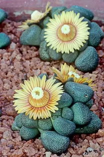 从多肉植物开花到收集种子的奇幻之旅