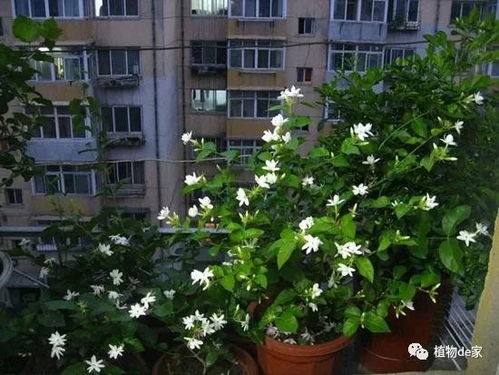 茉莉盆栽养护：如何让茉莉花开得更艳丽