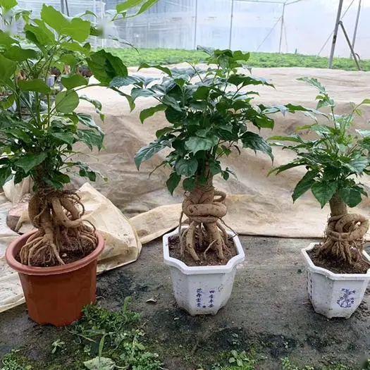 普通家榆树盆栽怎么做？如何让榆树在盆中生长茂盛