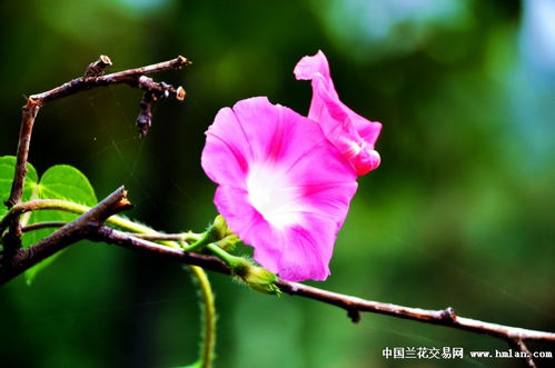 牵牛花的夏日之约