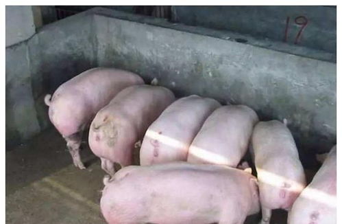 根据最新的能繁母猪走势图，目前能繁母猪存栏情况如何，是否已出现明显波动？