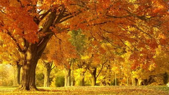 秋天 那落叶的浪漫时光