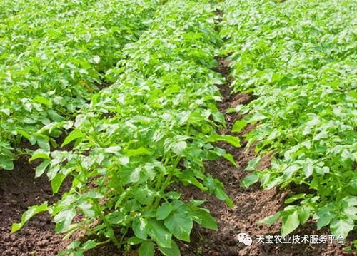 丁草胺的使用注意事项