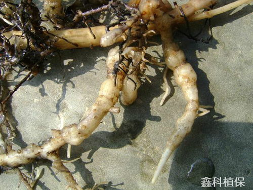 香蕉黄叶病是什么原因引起的？有哪些有效的治疗和预防方法