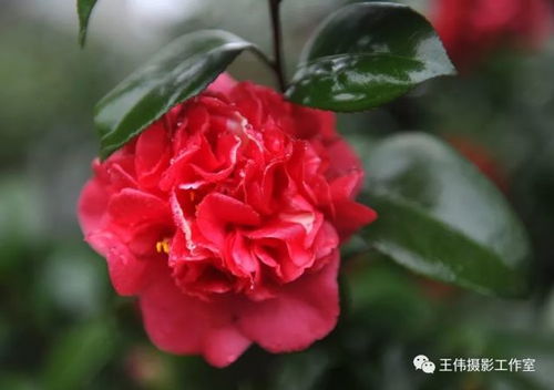 茶花的花瓣和花蕊