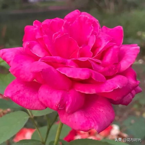 玫瑰花花瓣多，月季花花瓣少