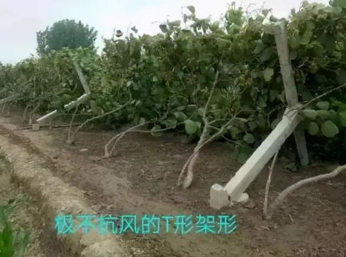 第五步：定期修剪整形