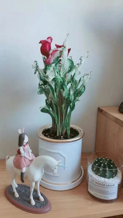 康乃馨宝宝的水分管理