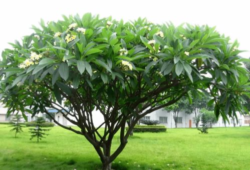 鸡蛋花：花中的精灵