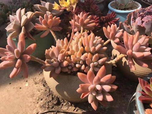 花盆大小与植株冠幅的关系