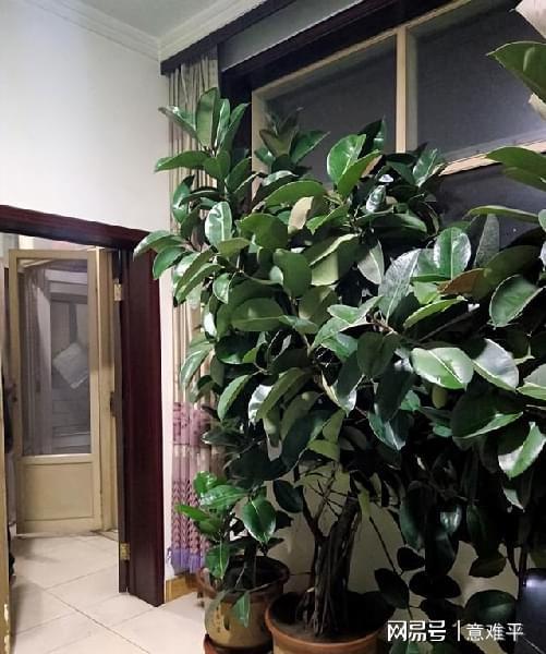 3、橡皮树——消除有害物质的多面手