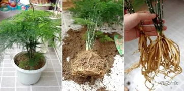 文竹水养烂根，是水多还是根弱