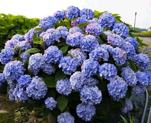 蓝雪花如何根据生长情况适时换盆？更换花盆时需要注意哪些技巧