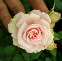 永远的蒙斯特拉月季：花期的美好与养护的温馨