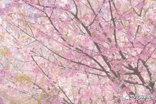 樱花的花语和象征分别是什么它们背后蕴含了怎样的寓意和情感
