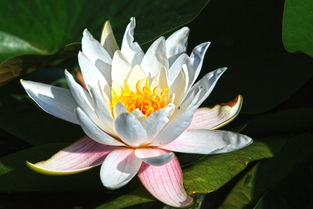 蓝得深邃的睡莲品种