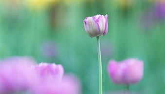 （小声bb）上次染的围巾用这方法固色， 机洗了八次者阝没咋褪色，闺蜜现在天天追着我要教程。