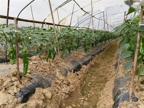 乙草胺除草剂喷洒在地膜外能否有效防止地膜上杂草生长？