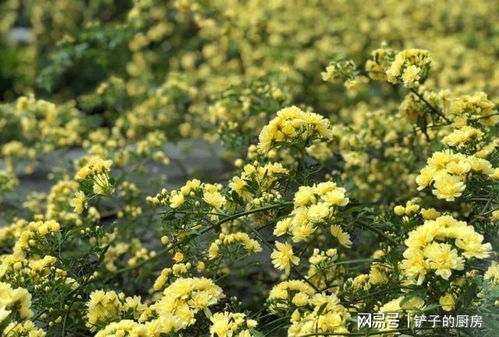木香花一年开花次数与持续时间：畜牧养殖必备知识
