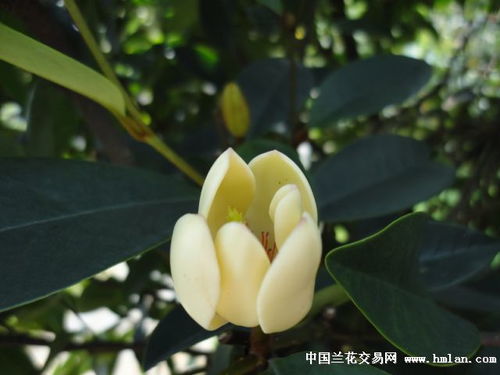 夜香木兰喜温暖湿润，耐阴