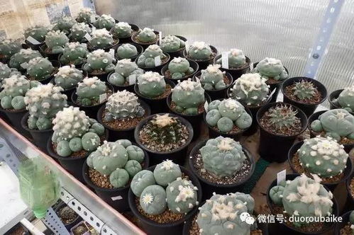 多肉土配透气性？试试加入粗沙或珍珠岩