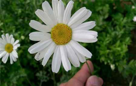 人工补光有窍门