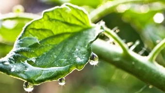 花卉杀虫剂，在家轻松制作！