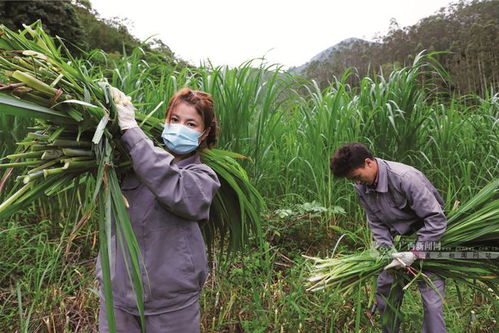 芦苇与人类的关系