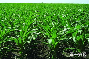 封闭药，农民的守护神